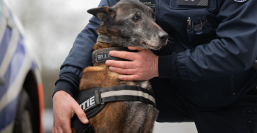 Steun Belgische gepensioneerde politiehonden
