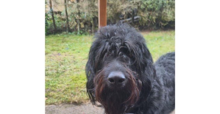 Assistenzhund