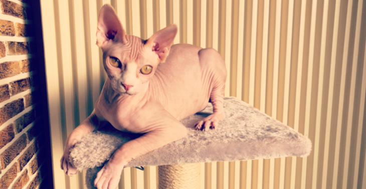 Sphynxje Gilo