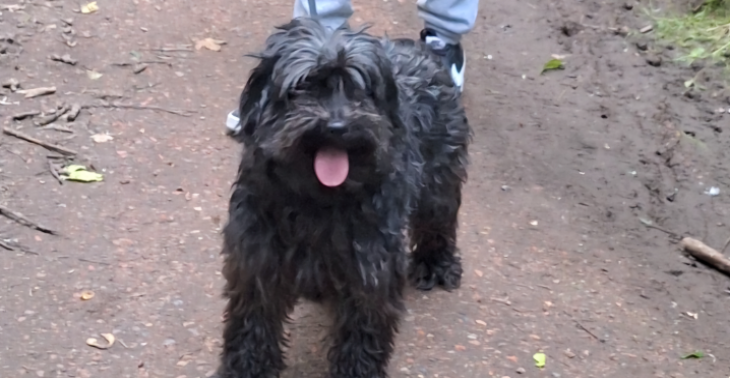 Help Kiara onze dierbare hond en red onze feestdagen.
