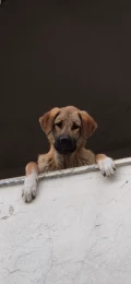 pup