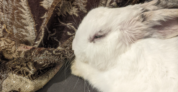 Unterstützung & Hilfe für Pablo ❤️🩹🐰