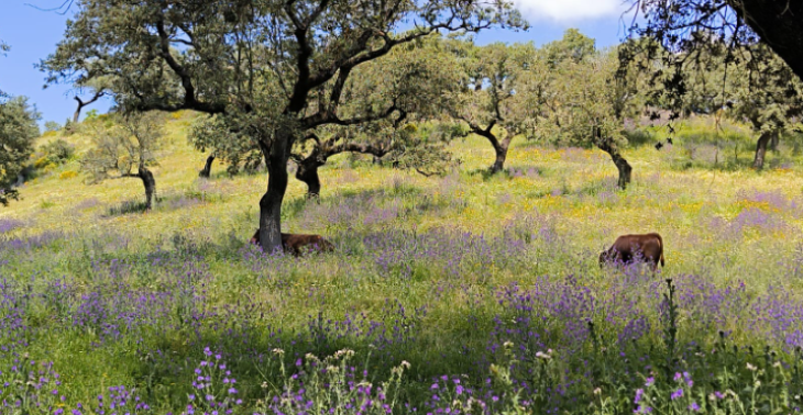 Gelände in Spanien erwerben um Agrotouristik/Urlaub mit Hund anzubieten