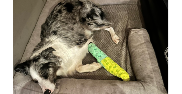 Help mijn trouwe Border Collie Gucci weer op de been!