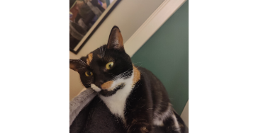 Help me save Patchi