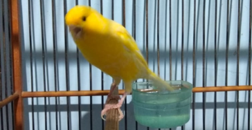 Support Our Canary Farm, Support Our Family