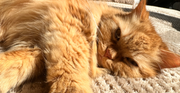 Kater Tigger braucht Hilfe
