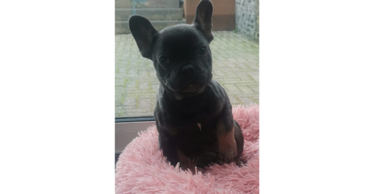 Help onze lieve puppy