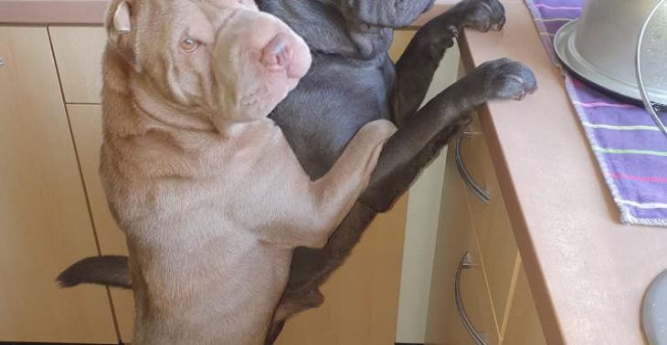 "Dakloos Met Twee Honden:" Hulp Nodig Voor Voedsel en Een Warm Onderkomen