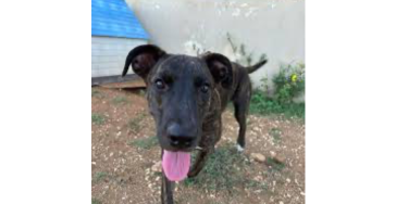 Help de honden met honger in Curacao