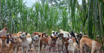 Gaia Island of Dogs