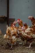 hens 11