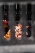hens 3