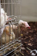 hens 8