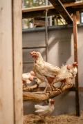 hens 9