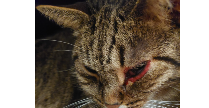 Kater-Tumor-Operation