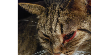 Kater-Tumor-Operation