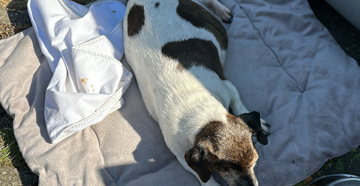 Hunde