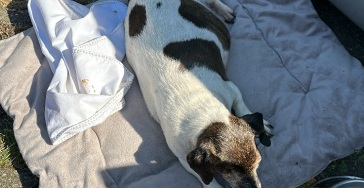 Hunde