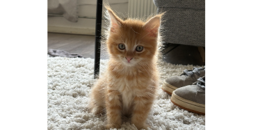 HELP!! FIP Behandeling Cees