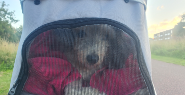 Alsjeblieft steun de operatie van onze lieve Trix!!! 600euro te kort