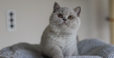 Oreo FIP