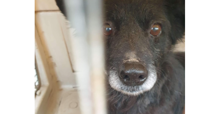 Help Bulgaarse Silas naar huis te komen