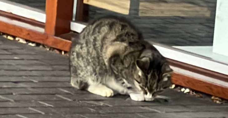 CROWD FUNDING APPIE DE KAT