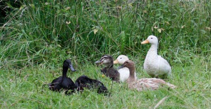 Join Us in Building an Environmental Animal Sanctuary