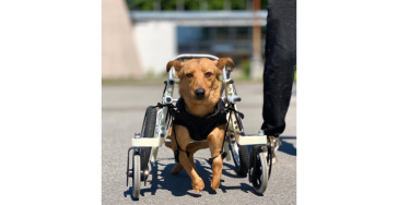 Fundraising for a new wheelchair for Zara