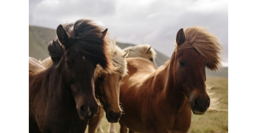 Paarden hebben dringend hulp nodig.