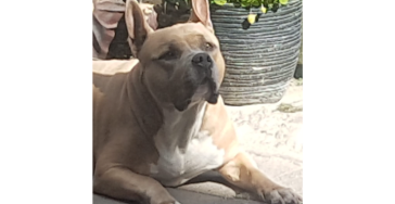 Operatie hond baarmoede ontsteking