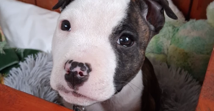 Nederlandse pup's in nood