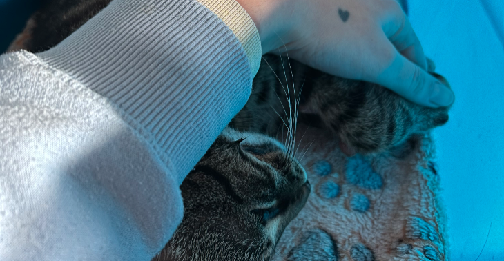 Hilfe Katzen Tachykardie Behandlung