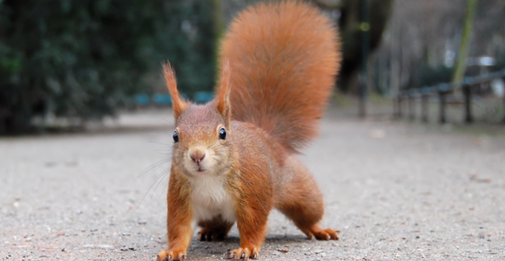 Red de wilde dieren in je achtertuin