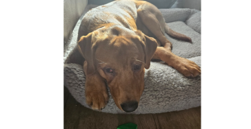 Help ons alsjeblieft om Koda te helpen.