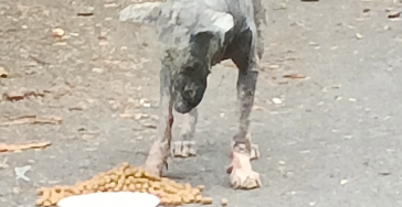Opgelicht in Thailand