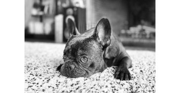 Hulp voor Otis
