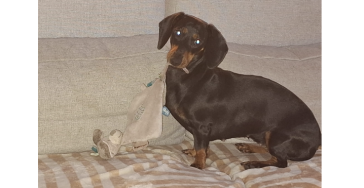 Help Pipa