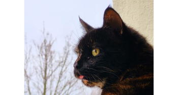 OP Kostenaufruf für meine Katze Emmi