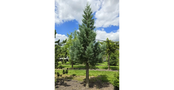 Let Love Rule Peace Tree