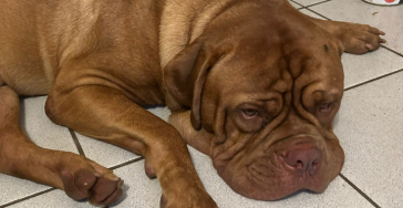 Ein Herz für Tiere und Mutti