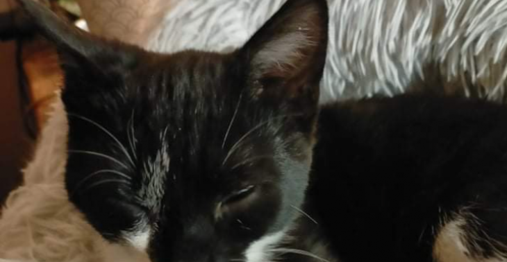 Help Puck weer op de poot