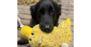 Help Lieve Max