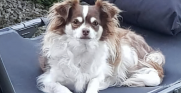 Help Macy en haar baasje