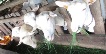 Installatie Zonne-energie bij Kabakedi Solidarity Farm in Oeganda