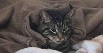 Bitte helf meiner 🐱