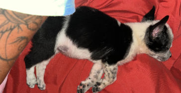 Help kleine Sola