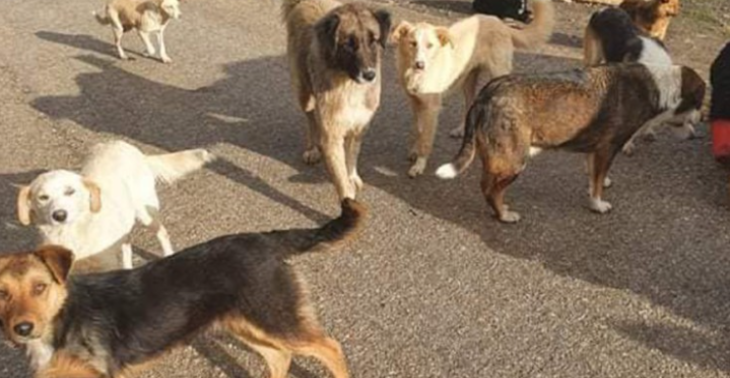 Hilfe für Tiere in Not