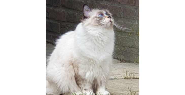 dierenarts hulp